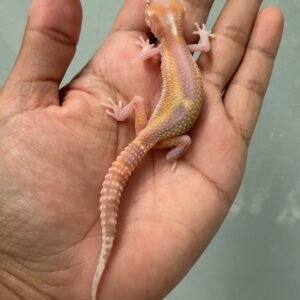 IMG_5220 jual gecko ulet bambu albino jantan baby