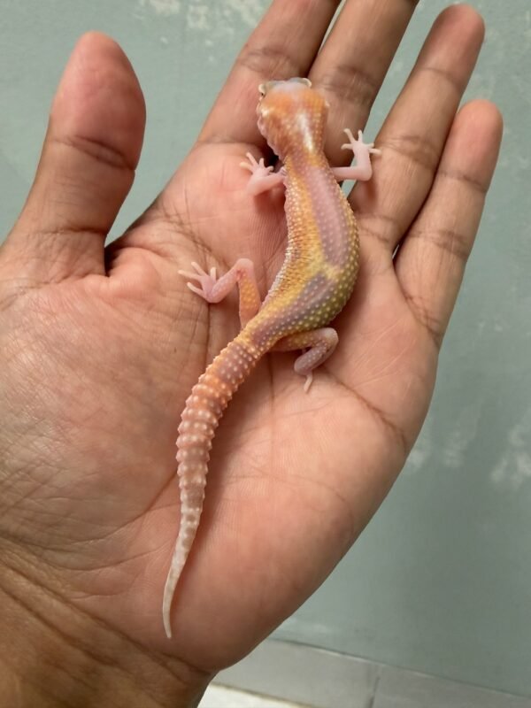 IMG_5220 jual gecko ulet bambu albino jantan baby