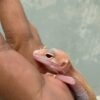 IMG_5221 Ulet Bambu Albino - Jantan - R262129 - RARE