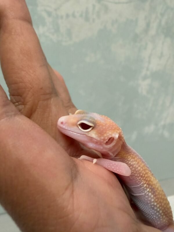 IMG_5221 Ulet Bambu Albino - Jantan - R262129 - RARE