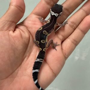 IMG_5226 jual gecko black night het tremper mp incub jantan baby