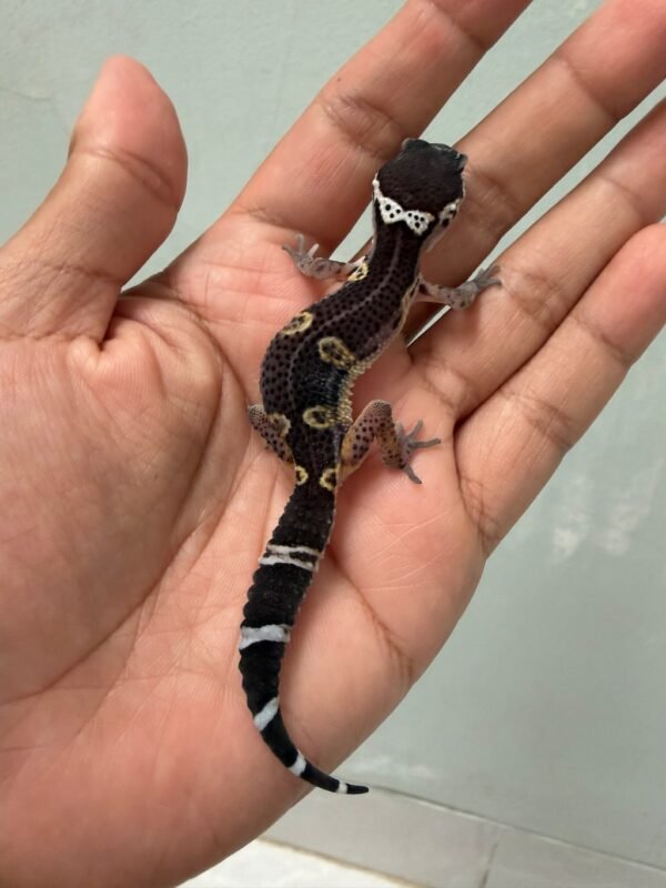 IMG_5226 jual gecko black night het tremper mp incub jantan baby