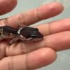 IMG_5227 Black Night het Tremper MP - incub Jantan - R262251 - RARE GENETICS