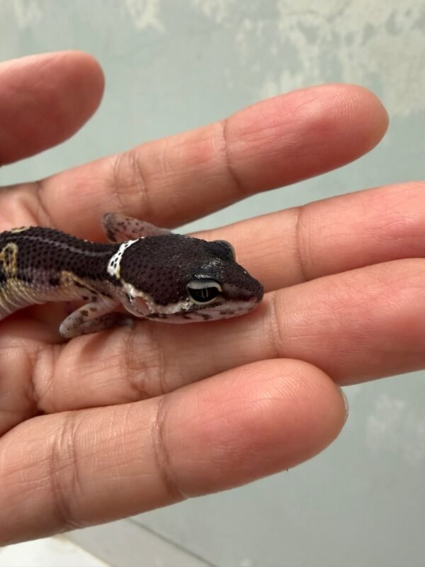 IMG_5227 Black Night het Tremper MP - incub Jantan - R262251 - RARE GENETICS