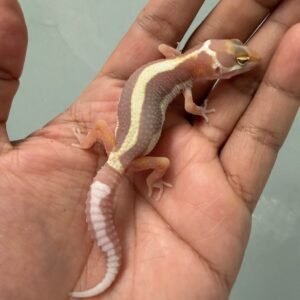 IMG_5232 jual gecko tremper bold stripe poss snow jantan