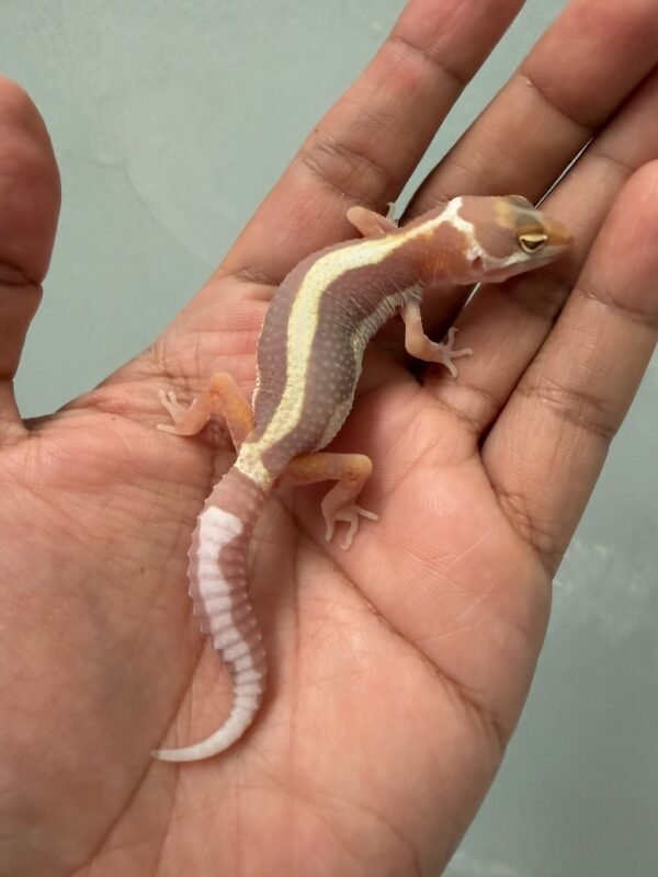 IMG_5232 jual gecko tremper bold stripe poss snow jantan