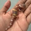 IMG_5234 jual gecko tangerine chocolate incub jantan baby