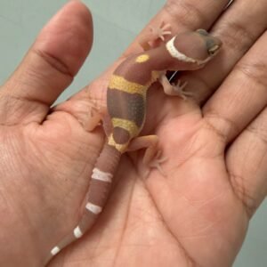 IMG_5234 jual gecko tangerine chocolate incub jantan baby