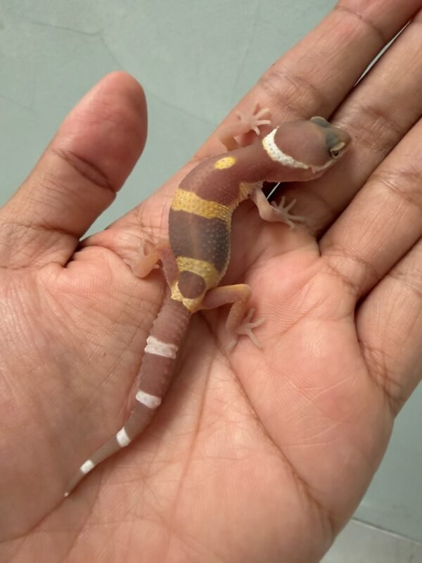 IMG_5234 jual gecko tangerine chocolate incub jantan baby
