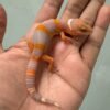 IMG_5237 jual leopard gecko tremper lavender ct black night cross bahan kontes