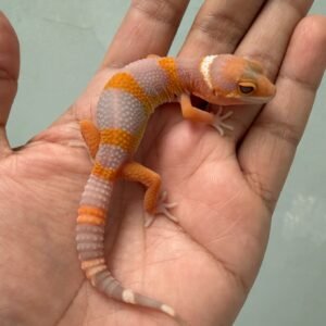 IMG_5237 jual leopard gecko tremper lavender ct black night cross bahan kontes