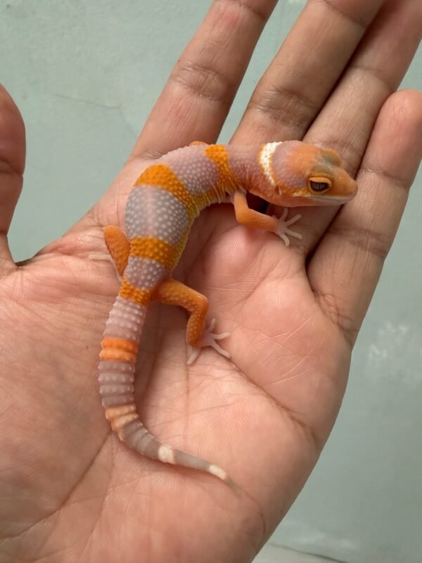 IMG_5237 jual leopard gecko tremper lavender ct black night cross bahan kontes