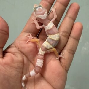 IMG_5240 jual gecko white and yellow mack snow tremper albino incub jantan baby