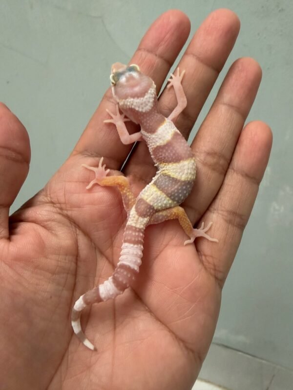 IMG_5240 jual gecko white and yellow mack snow tremper albino incub jantan baby