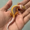 IMG_5249 jual gecko tangerine tremper bold stripe incub jantan baby tembus