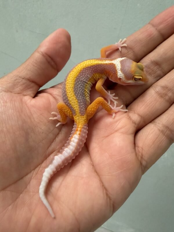 IMG_5249 jual gecko tangerine tremper bold stripe incub jantan baby tembus