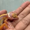 IMG_5250 Tangerine Tremper Bold Stripe - incub Jantan - R262219 - TEMBUS - MINUS