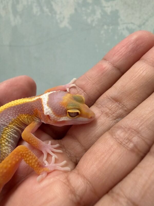 IMG_5250 Tangerine Tremper Bold Stripe - incub Jantan - R262219 - TEMBUS - MINUS