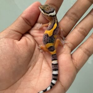 IMG_5252 jual gecko tangerine fire line het raptor incub jantan baby bahan bagus