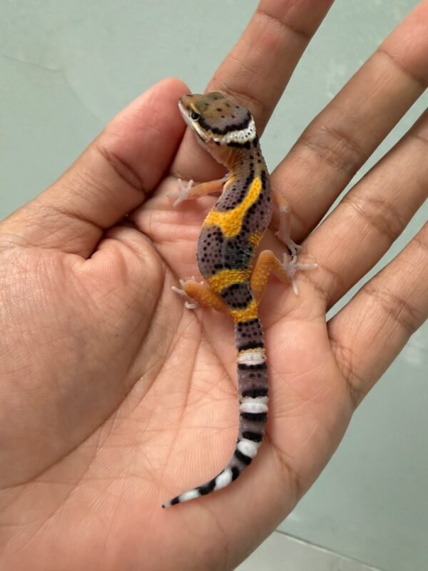 IMG_5252 jual gecko tangerine fire line het raptor incub jantan baby bahan bagus