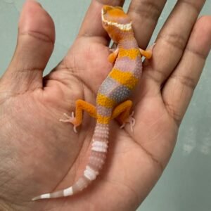 IMG_5255 jual gecko tremper lavender fire line poss giant incub jantan baby bahan bagus