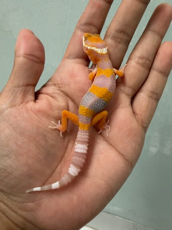 IMG_5255 jual gecko tremper lavender fire line poss giant incub jantan baby bahan bagus