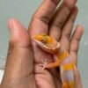 IMG_5256 Tremper Lavender Fire Line poss Giant - incub Jantan - R262287 - BAHAN BAGUS