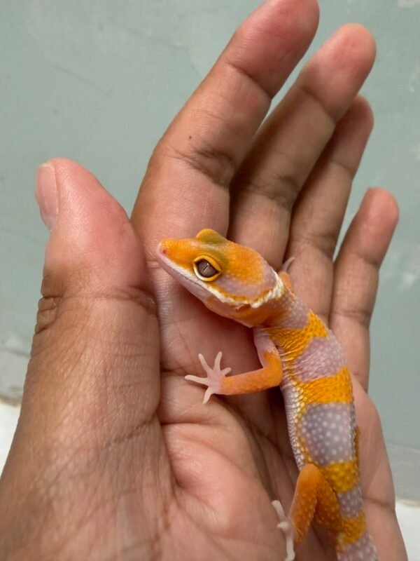 IMG_5256 Tremper Lavender Fire Line poss Giant - incub Jantan - R262287 - BAHAN BAGUS