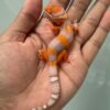 IMG_5261 jual gecko bell lavender incub jantan baby nice color