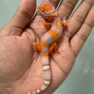 IMG_5261 jual gecko bell lavender incub jantan baby nice color