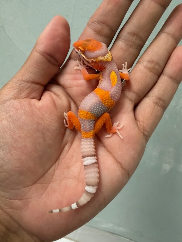 IMG_5261 jual gecko bell lavender incub jantan baby nice color