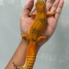 IMG_5267 jual gecko baldy spot ph tremper betina top quality