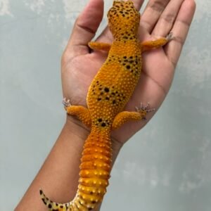 IMG_5267 jual gecko baldy spot ph tremper betina top quality