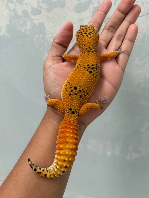 IMG_5267 jual gecko baldy spot ph tremper betina top quality