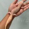 IMG_5271 jual gecko black night mack snow bell albino betina indukan nice color