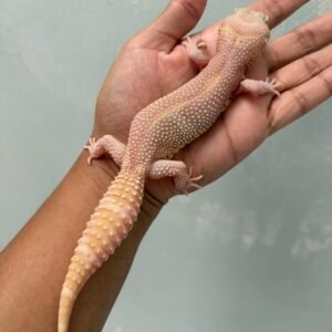 IMG_5271 jual gecko black night mack snow bell albino betina indukan nice color