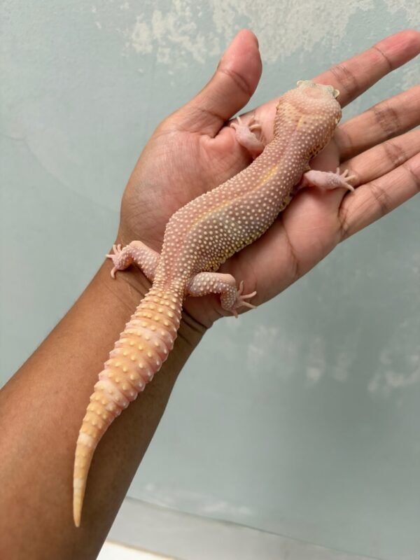 IMG_5271 jual gecko black night mack snow bell albino betina indukan nice color