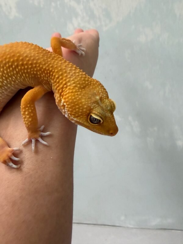 IMG_5275 "Dark" SHTCTB ph Tremper - Betina - B250191