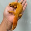 IMG_5276 jual gecko dark shtctb ph tremper betina indukan dewasa