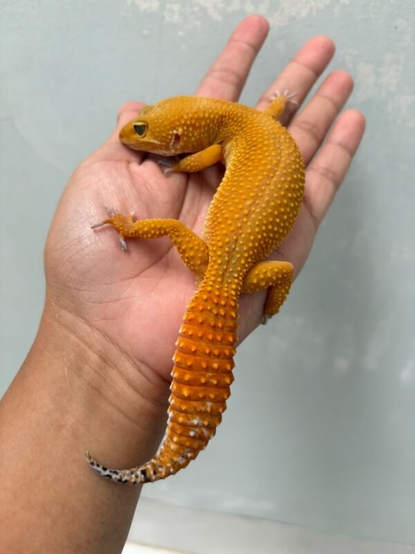 IMG_5276 jual gecko dark shtctb ph tremper betina indukan dewasa
