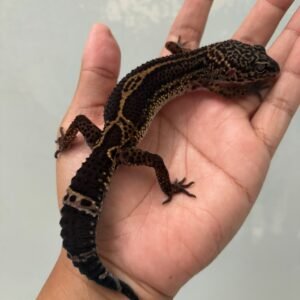 IMG_5368 jual gecko black night ph bell albino jantan