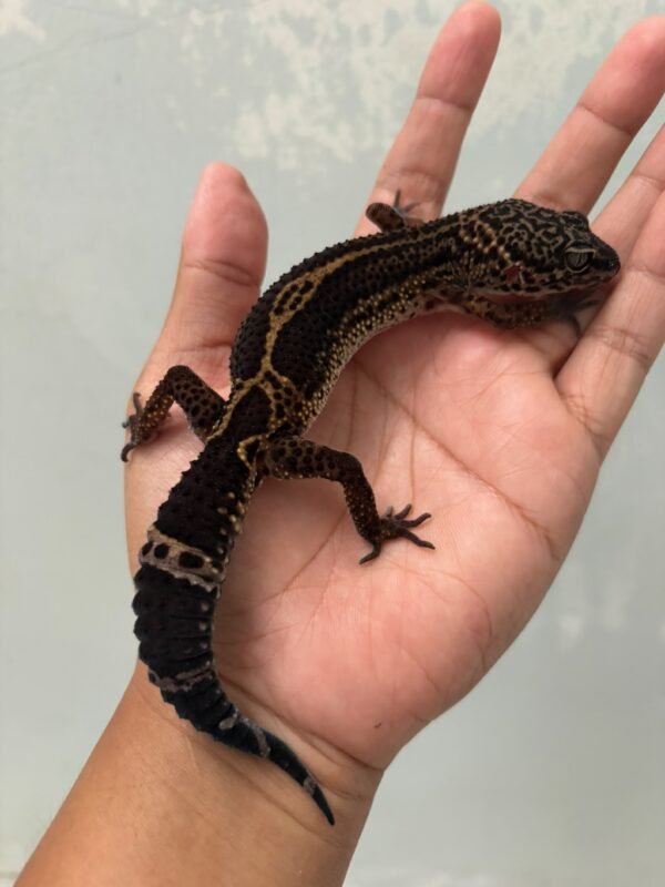 IMG_5368 jual gecko black night ph bell albino jantan