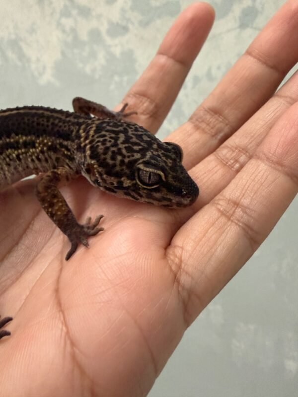 IMG_5369 Black Night ph Bell Albino - Jantan - B261485
