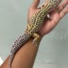 IMG_5371 jual gecko mack snow angramainyu cross jantan indukan