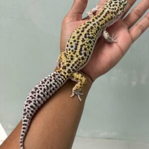 IMG_5371 jual gecko mack snow angramainyu cross jantan indukan