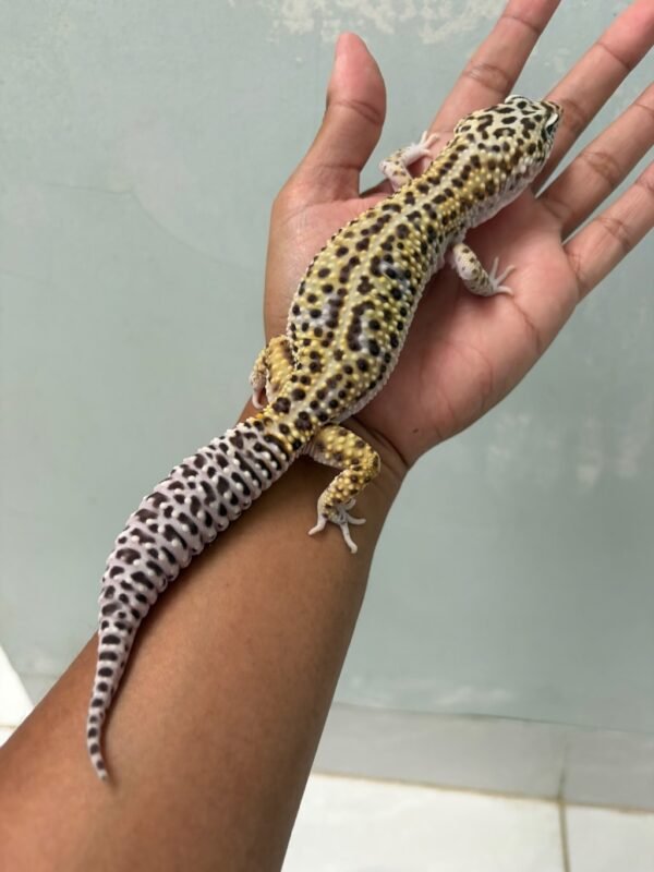 IMG_5371 jual gecko mack snow angramainyu cross jantan indukan
