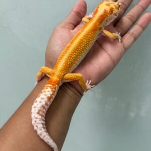 IMG_5374 jual gecko white and yellow tremper red stripe jantan