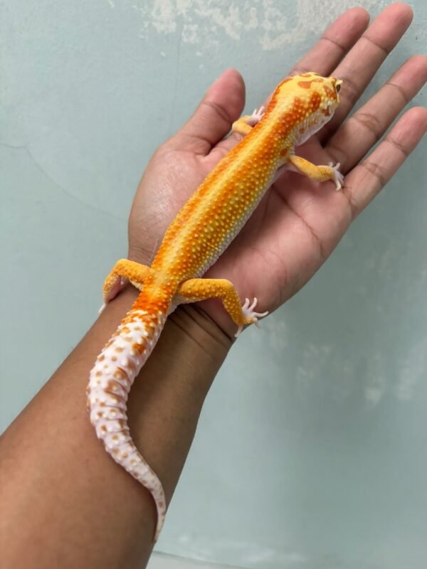 IMG_5374 jual gecko white and yellow tremper red stripe jantan