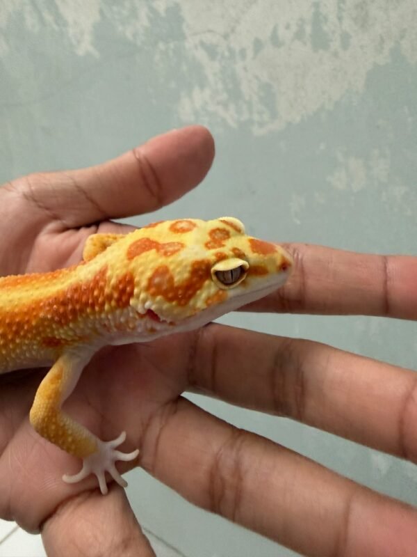 IMG_5375 White & Yellow Tremper Red Stripe - Jantan - B261571 - HIGH EXPRESSION