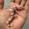 IMG_5377 jual gecko white & yellow mack snow tremper incub jantan baby